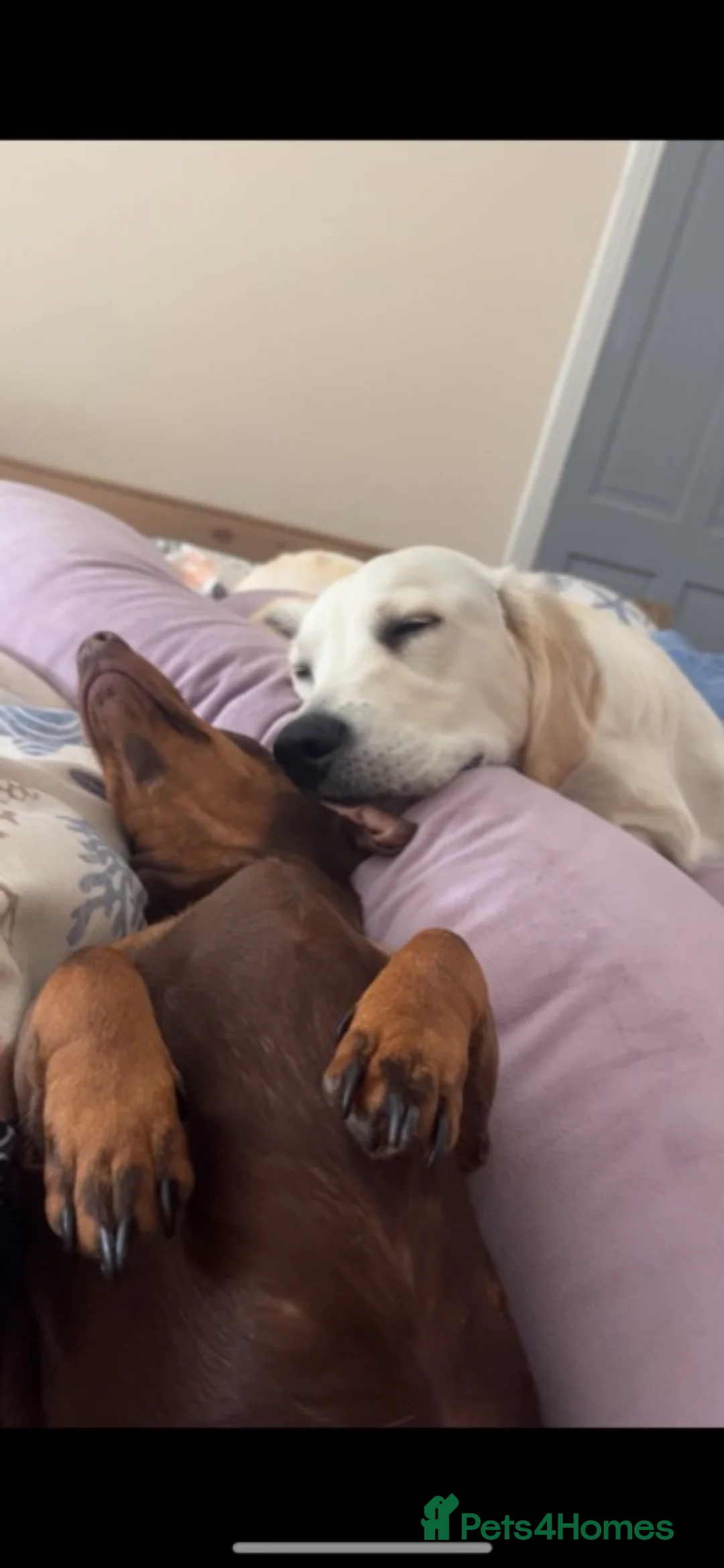 Golden Retriever dogs for sale: Pearl -  - Advert 3