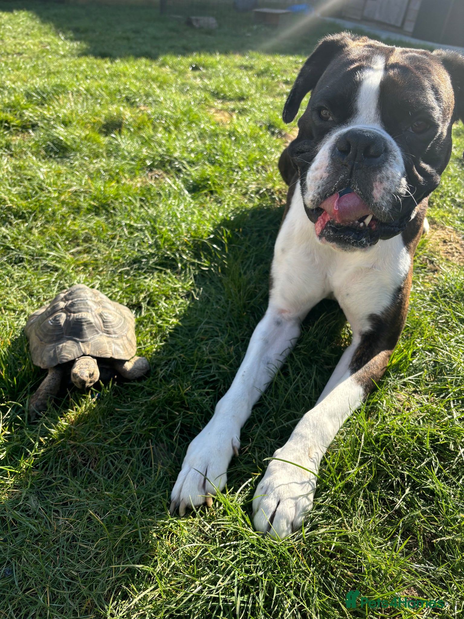 Boxer dogs for stud: Boxer stud brindle - Advert 9