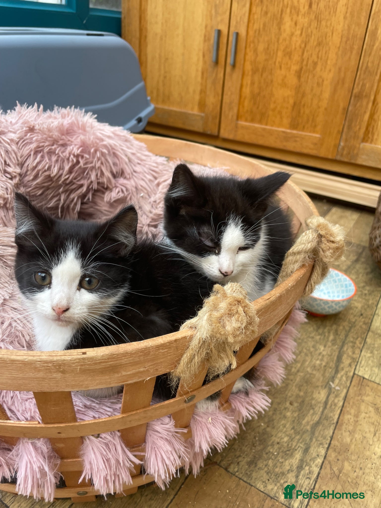 British Longhair cats Black & White kittens - Advert 2