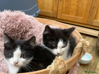 British Longhair cats Black & White kittens - Advert 9