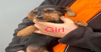Mixed Breed dogs - Advert 3