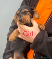 Mixed Breed dogs - Advert 8