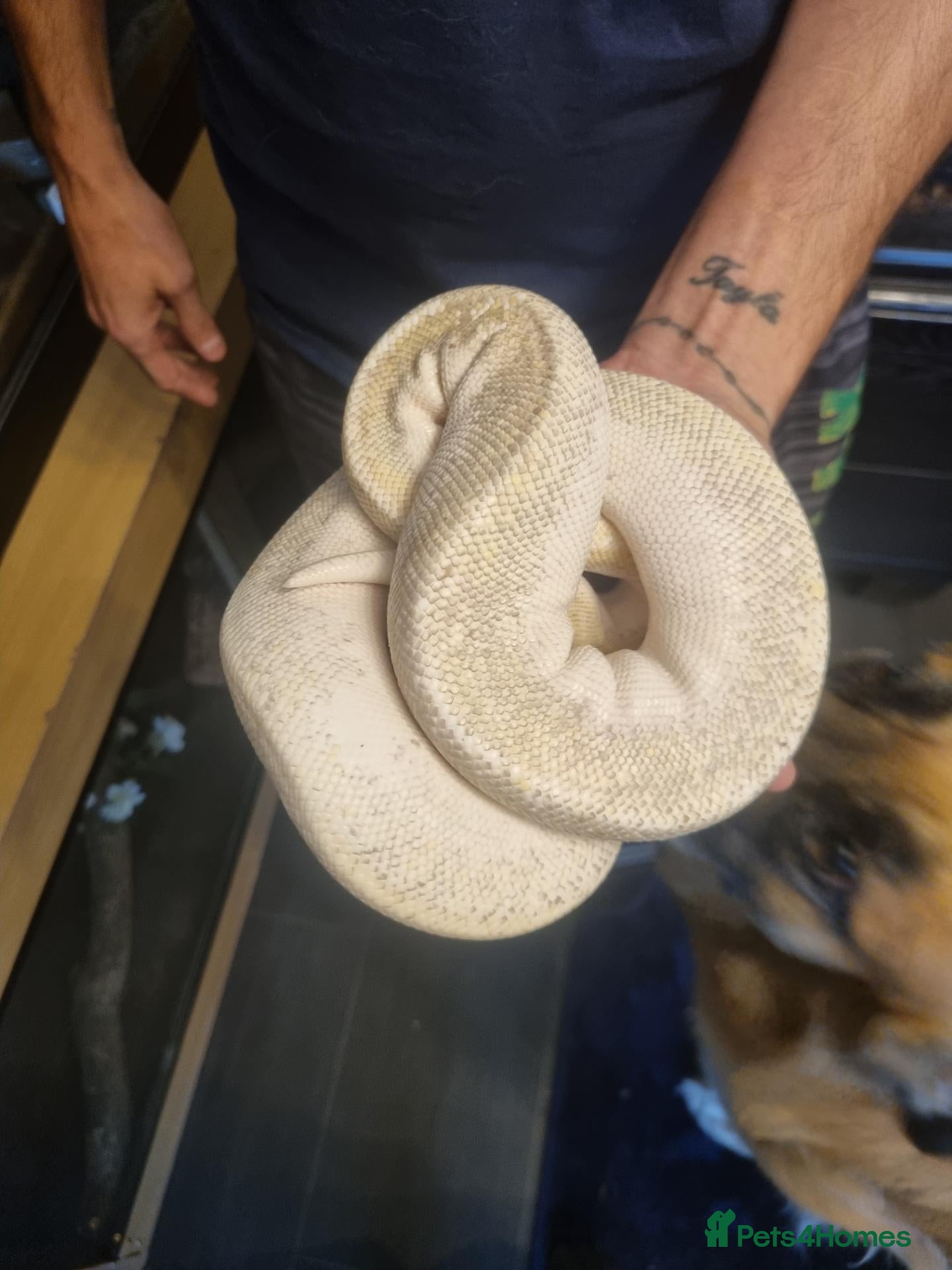 Mixed Breed reptiles Ball pythons and 2 corns for sale with set ups   - Advert 11