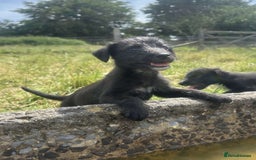 Mixed Breed dogs for sale: Stunning Bedlington x whippet puppies  - Image 18