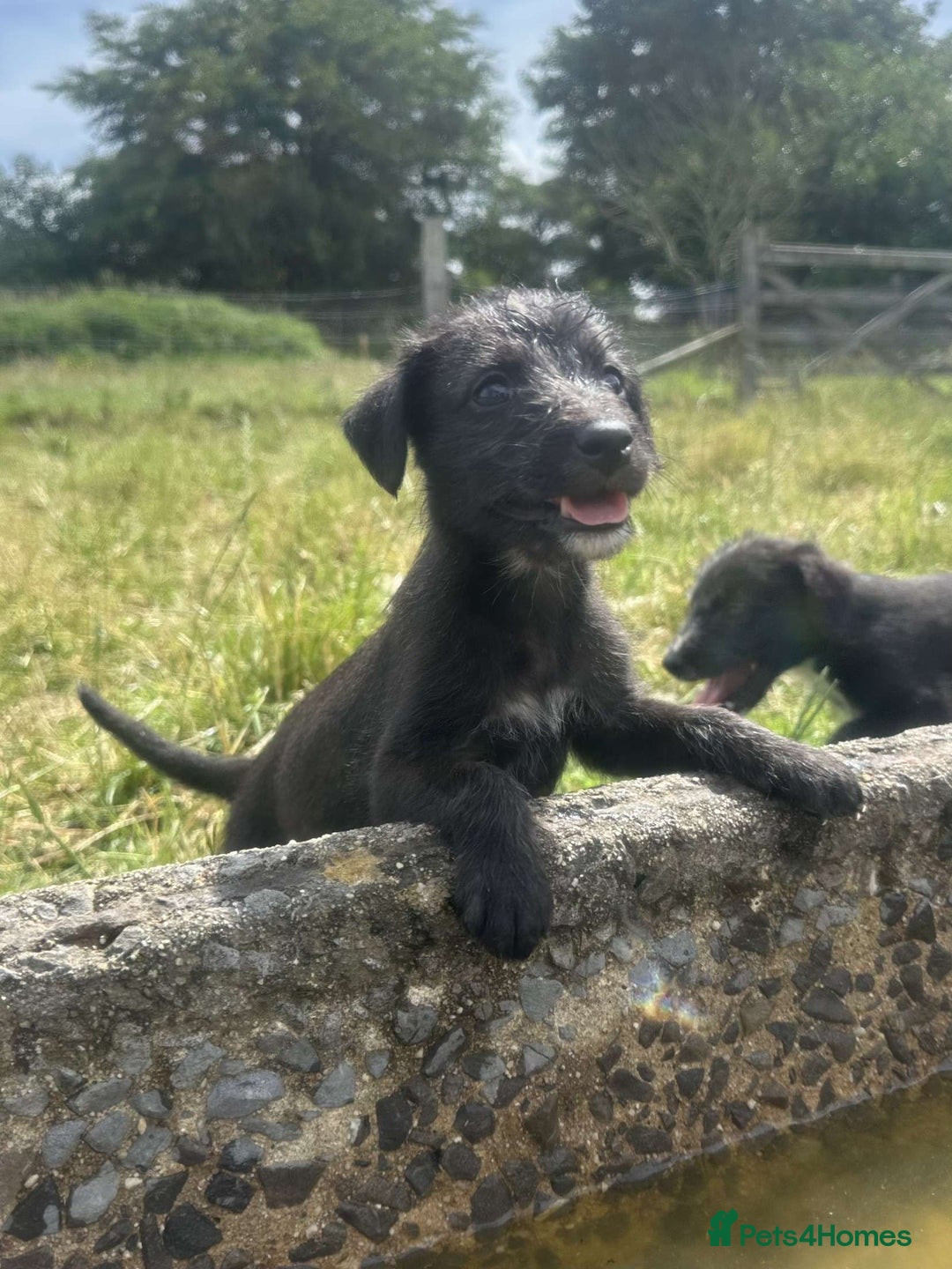 Mixed Breed dogs for sale: Stunning Bedlington x whippet puppies  - Image 18