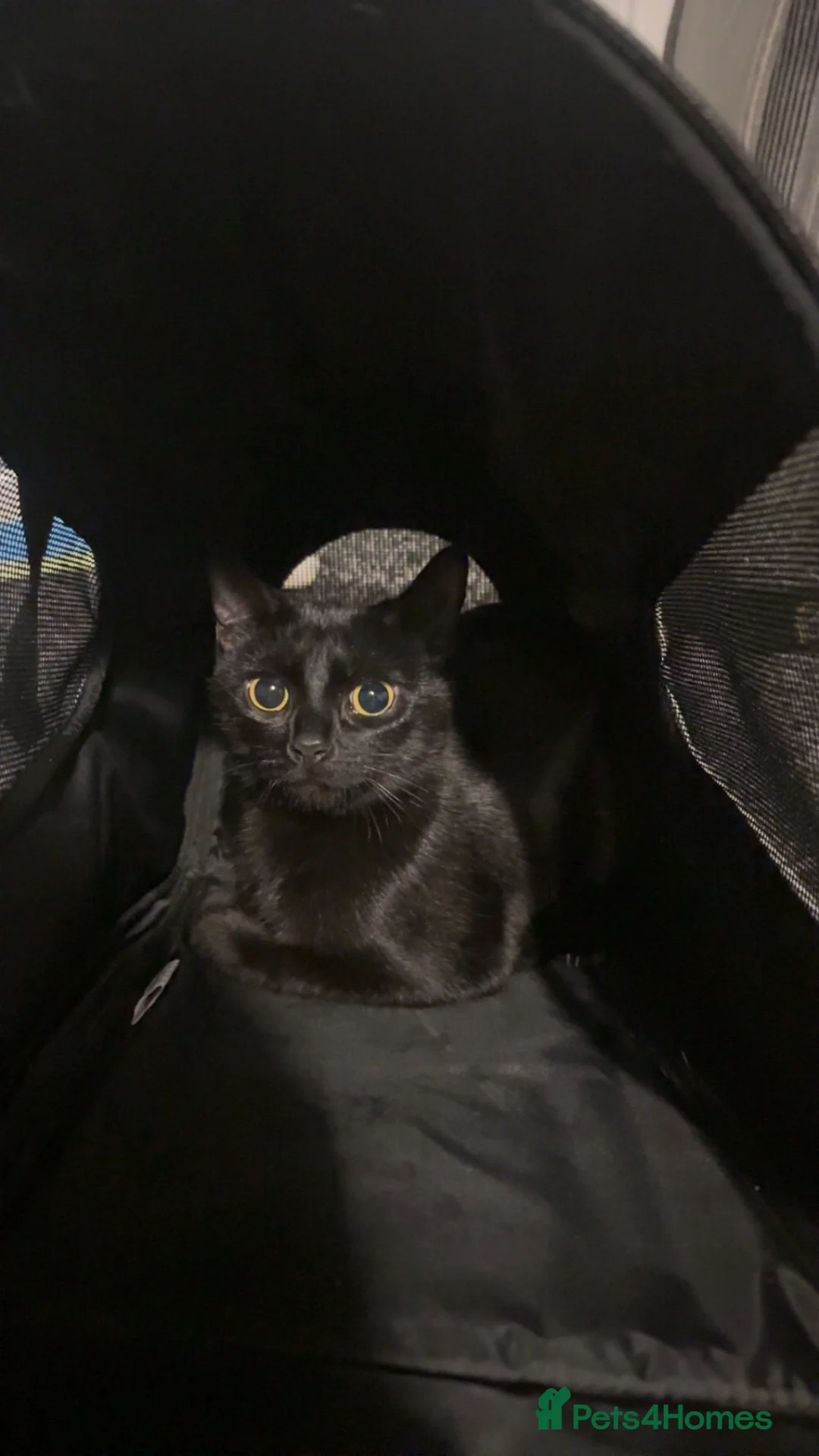 Domestic Shorthair cats for sale: 10 month old kitten  - Advert 2