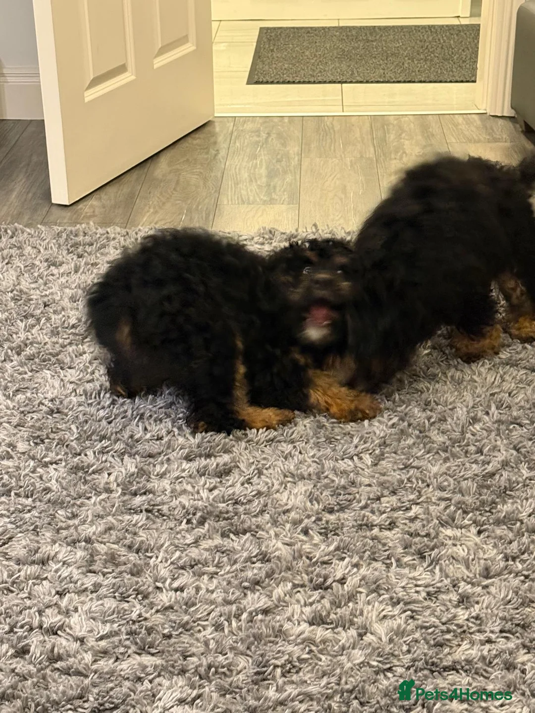 Bernedoodle dogs for sale: Beautiful Toy Bermedoodle puppies - Advert 13