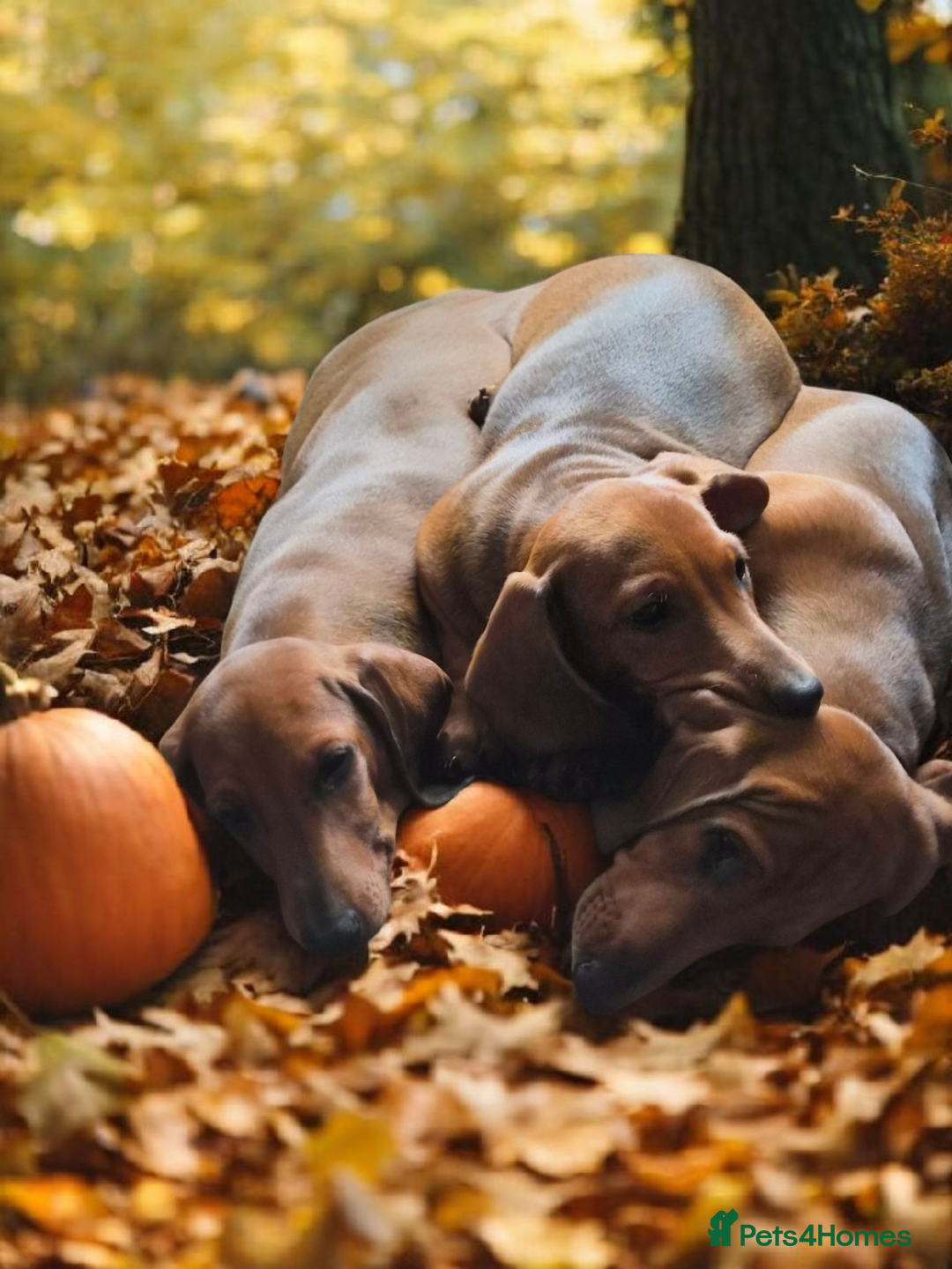 Dachshund dogs for sale: ❤️Super quality. Fully vaccinated and ready now❤️  - Image 1