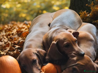 Dachshund dogs - Advert 14