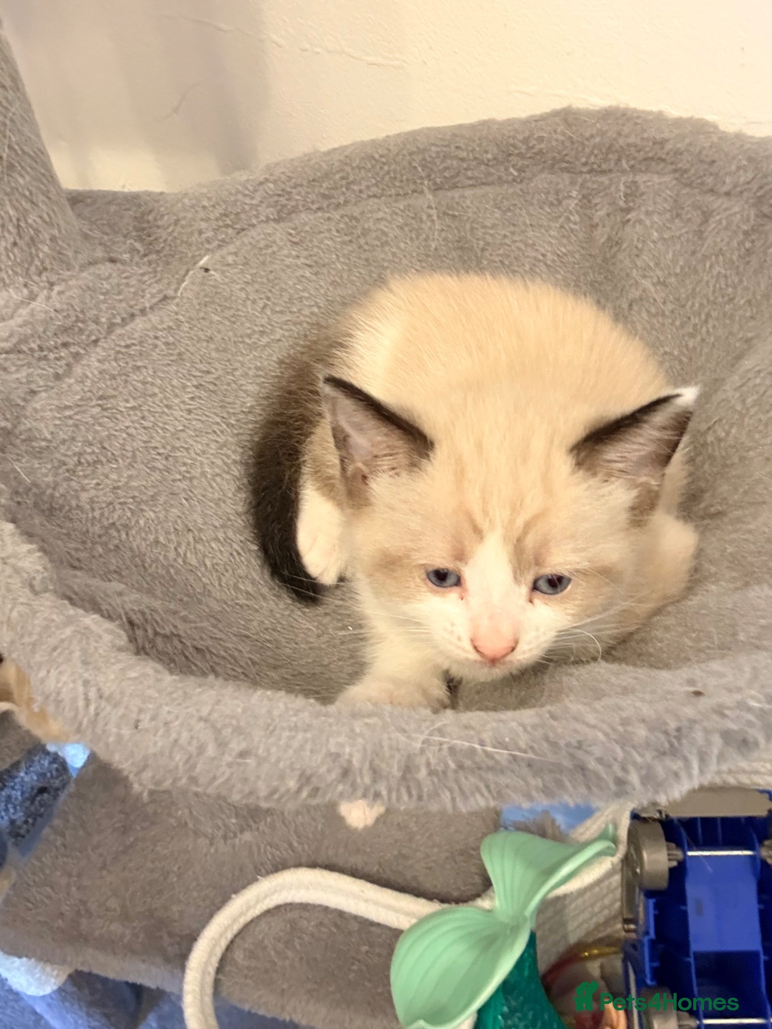 Mixed Breed cats for sale:  fluffy ragdoll mix kittens for sale  in Portsmouth - Advert 6
