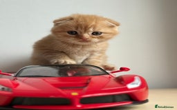 Scottish Fold cats for sale: Adorable 2 Scottish Fold and 1 Scottish straight  - Image 1