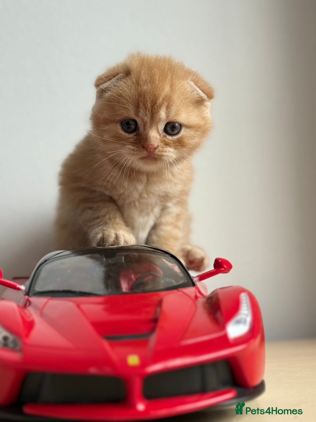 Scottish Fold cats for sale: Adorable 2 Scottish Fold and 1 Scottish straight  - Image 1