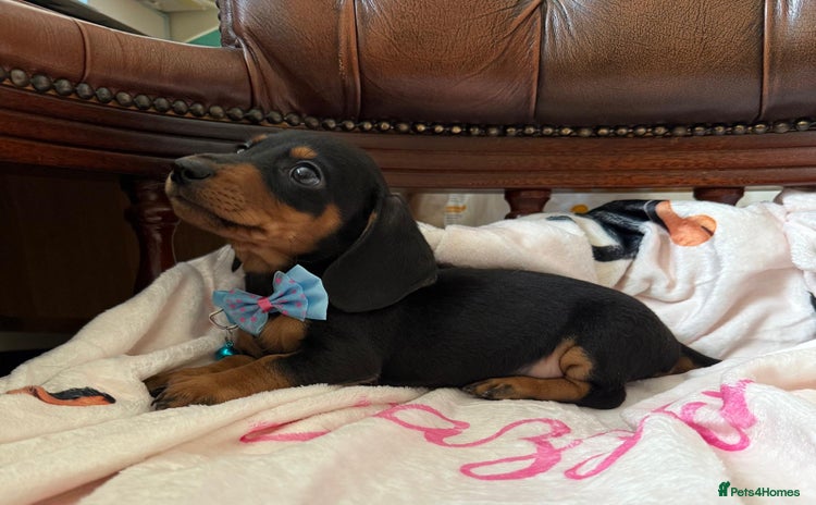 Miniature Dachshund dogs - Advert 15