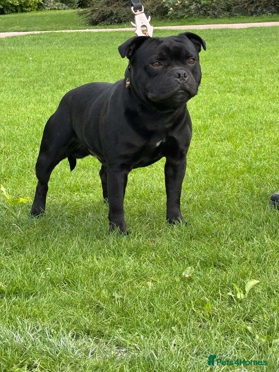 Staffordshire Bull Terrier dogs for sale: CHAMPION OF CHAMPIONS  - Advert 10