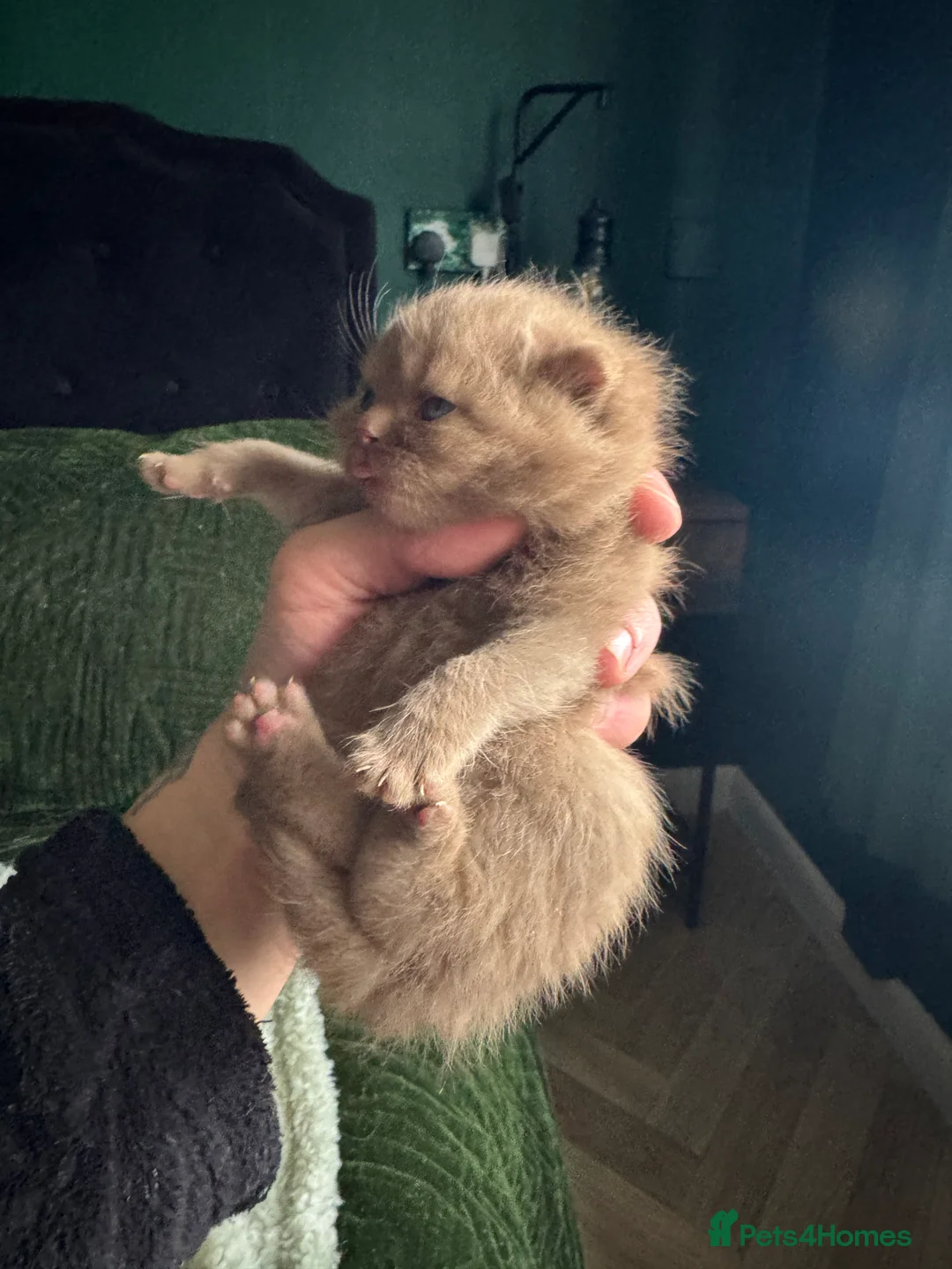 British Shorthair cats for sale: Tica reg BSH kittens  - Advert 24