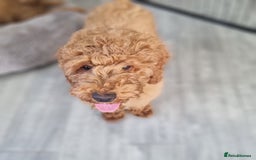 Cockapoo dogs for sale:  F1 Cockapoo puppies  - Image 4