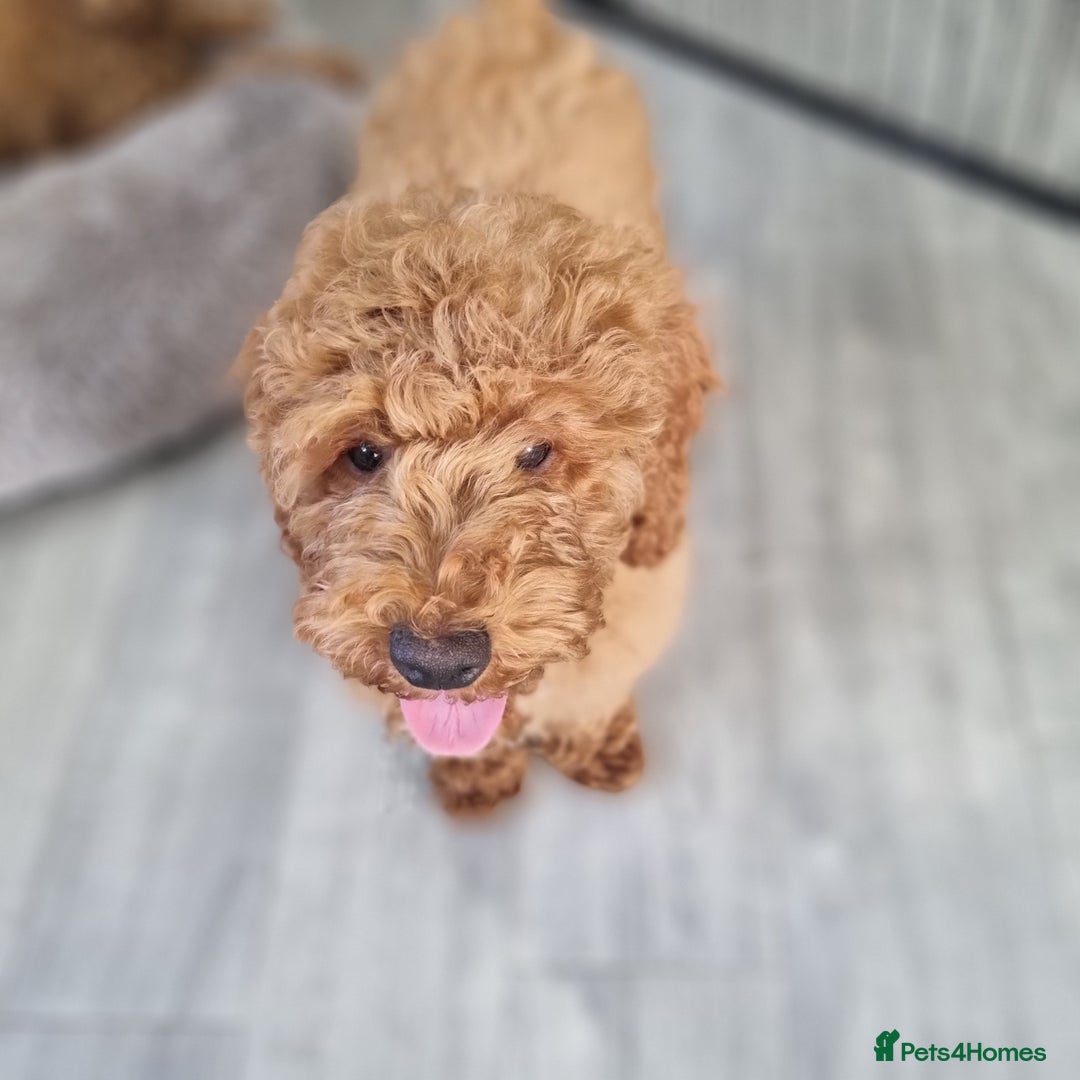 Cockapoo dogs for sale:  F1 Cockapoo puppies  - Image 4