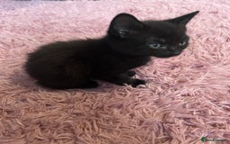 Mixed Breed cats for sale: Beautiful kittens looking for a forever home - Image 5