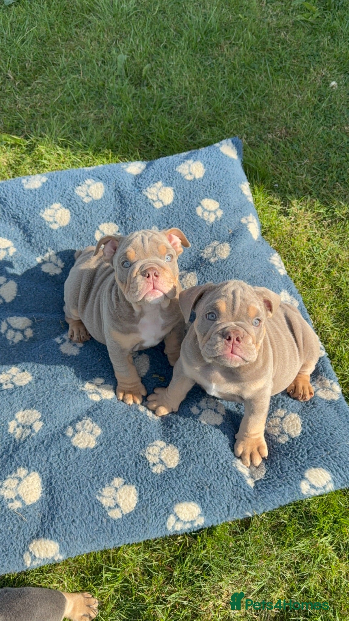 English Bulldog dogs English bulldog reduced & ready for the world.  - Advert 20
