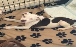 Mixed Breed dogs for sale: Spaniel crossed  - Image 2