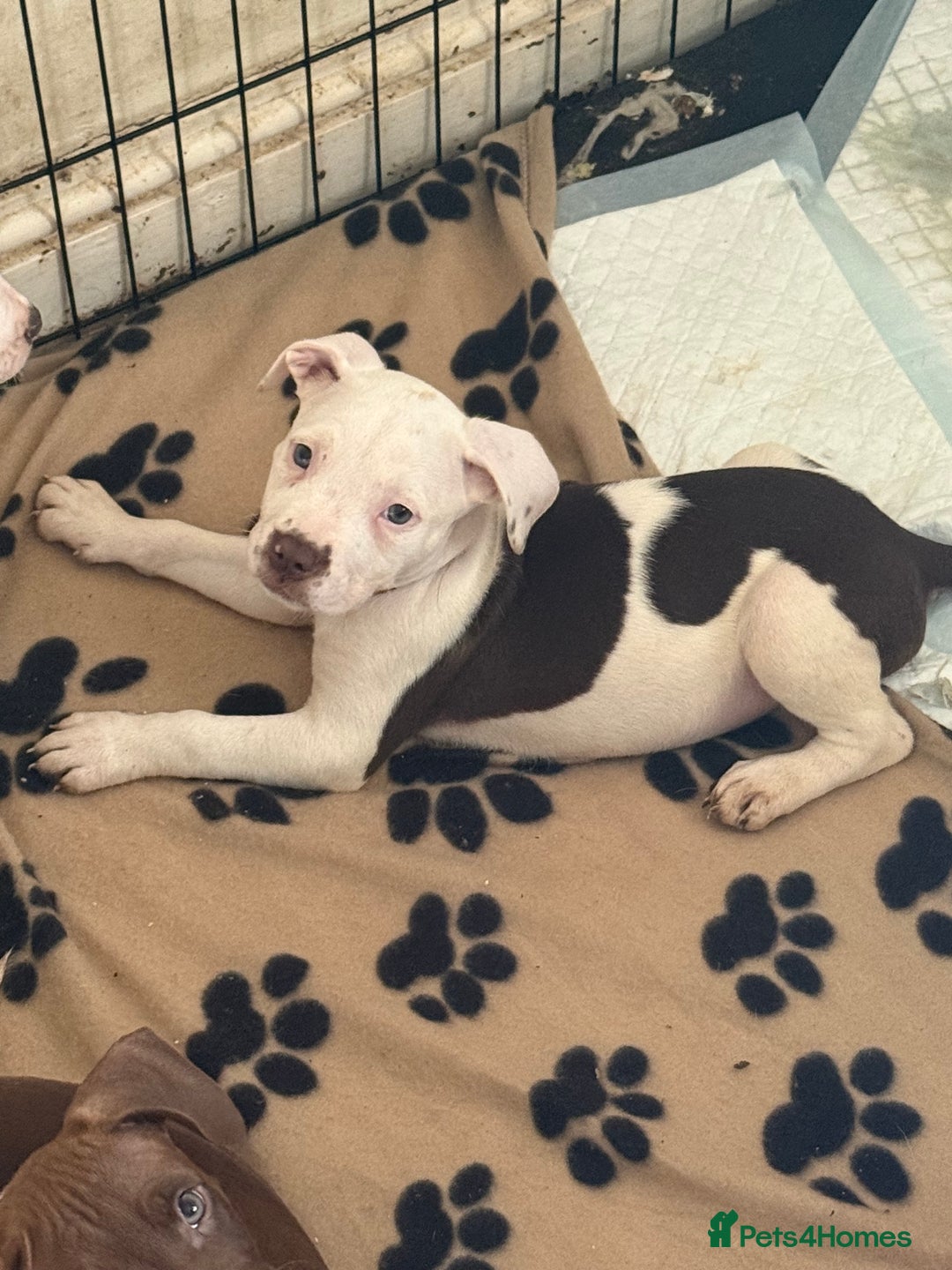 Mixed Breed dogs for sale: Spaniel crossed  - Image 2