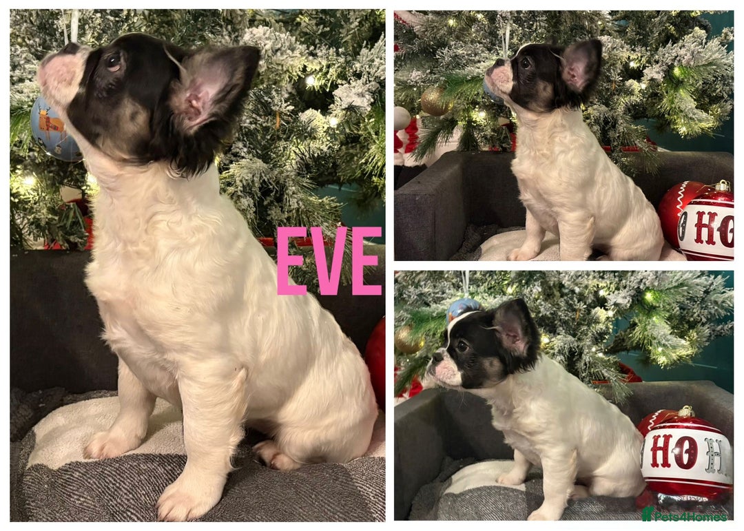 French Bulldog dogs for sale: Fluffy Frenchie’s  - Advert 3