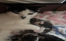 Domestic Shorthair cats for sale: 6 female kitten for sale - Image 15