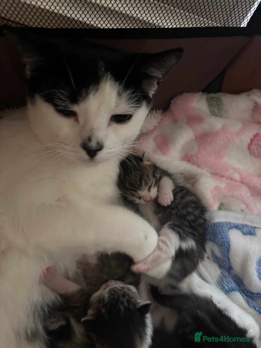 Domestic Shorthair cats for sale: 6 female kitten for sale - Image 15