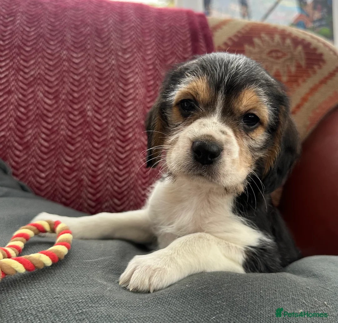 Mixed Breed dogs for sale: 🐾 Absolutely adorable Beagle x Cavapoo 🐾  - Advert 19