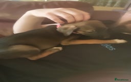 Mixed Breed dogs for sale: Belgian mally x saluki pups  - Image 1