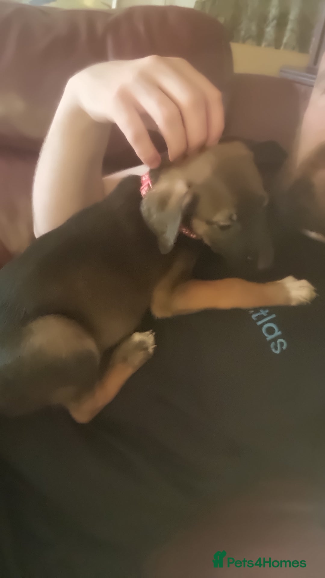 Mixed Breed dogs for sale: Belgian mally x saluki pups  - Image 1