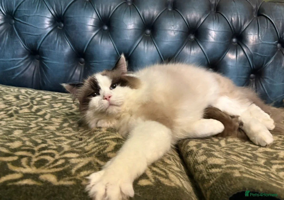 Ragdoll cats for sale: Seal point Male ragdoll - Advert 2