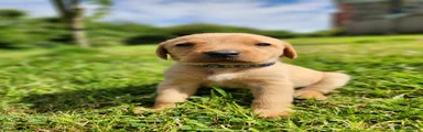 Labrador Retriever 2