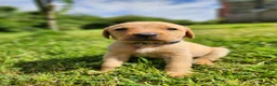 Labrador Retriever dogs for sale: Quality KC Fox Red Labradors  - Advert 25