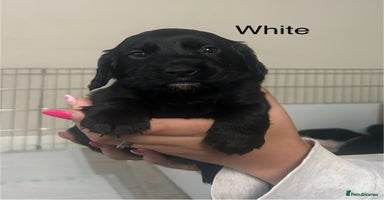 Cocker Spaniel dogs - Advert 12