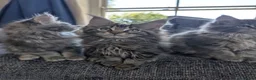 Maine Coon cats for sale: TICA Registered Maine Coon Kittens  - Advert 11