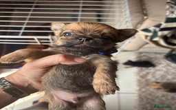 Mixed Breed dogs for sale: 6 beautiful puppies for sale, 3 female and 3 male - Image 31