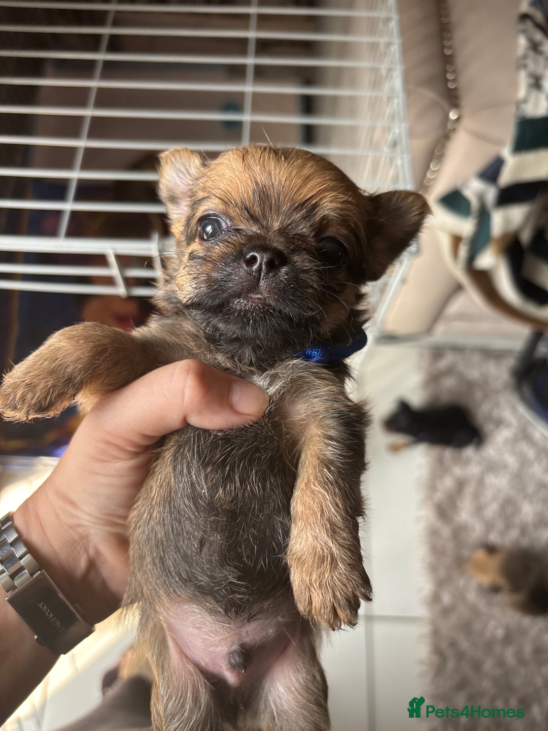 Mixed Breed dogs for sale: 6 beautiful puppies for sale, 3 female and 3 male - Image 31