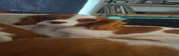 Cavalier King Charles Spaniel dogs for sale: Cavalier King Charles spaniel  - Advert 3