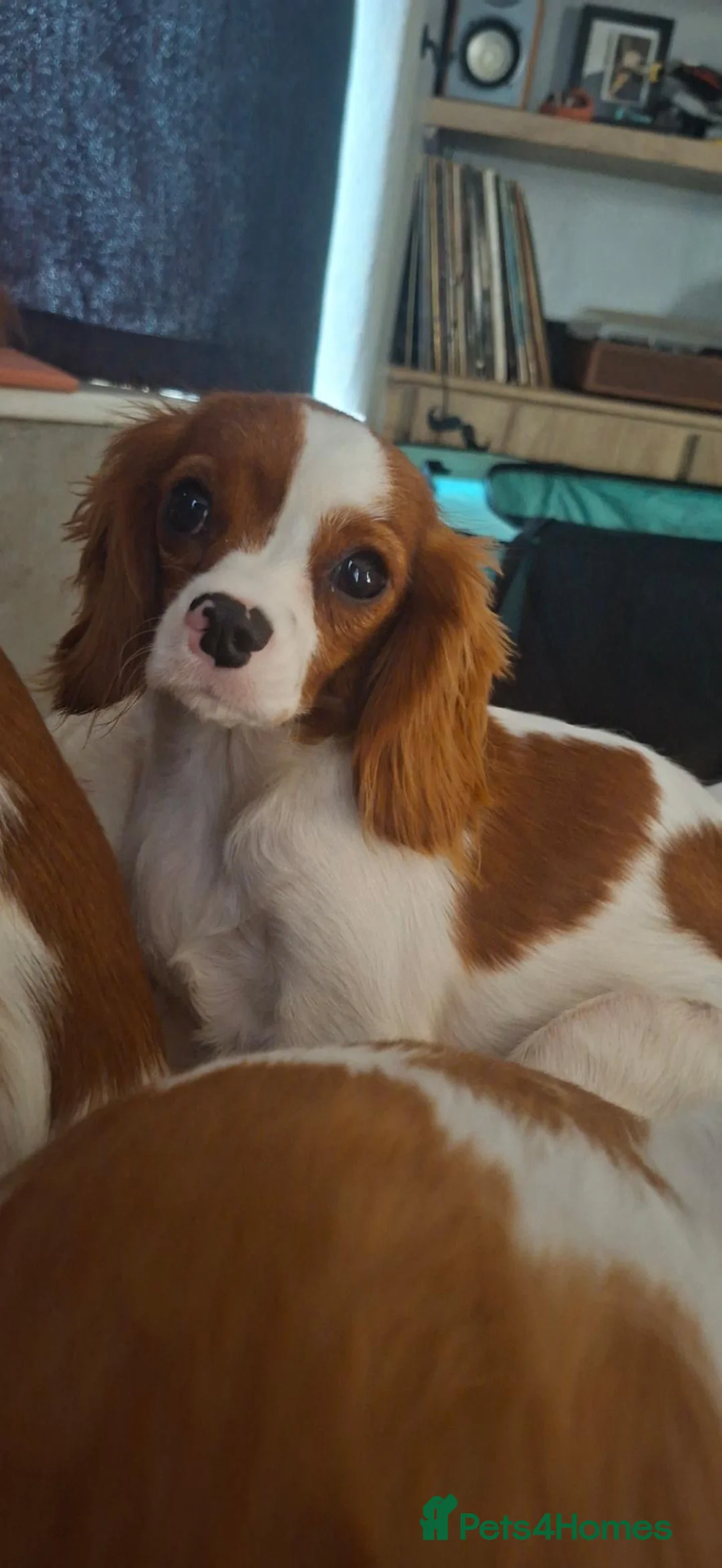 Cavalier King Charles Spaniel dogs for sale: Cavalier King Charles spaniel  - Advert 3