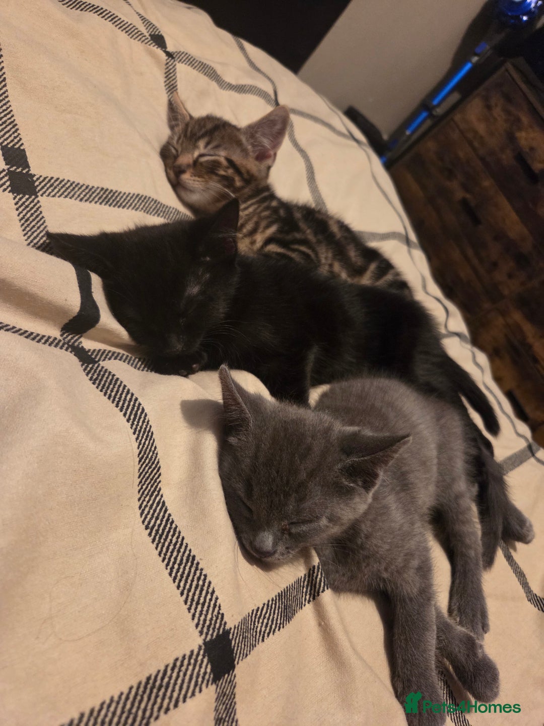 Mixed Breed cats for sale: 2 kittens for sale  - Image 2