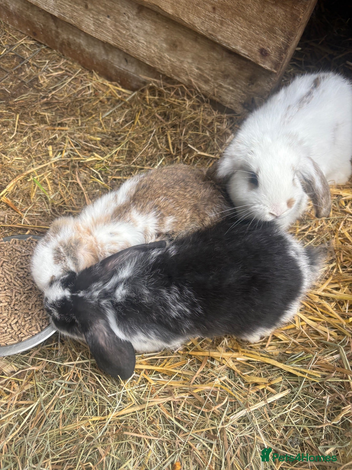 French Lop rabbits for sale: Gorgeous French lop babies ready to leave  - Advert 6