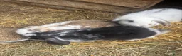 French Lop rabbits for sale: Gorgeous French lop babies ready to leave  - Advert 3