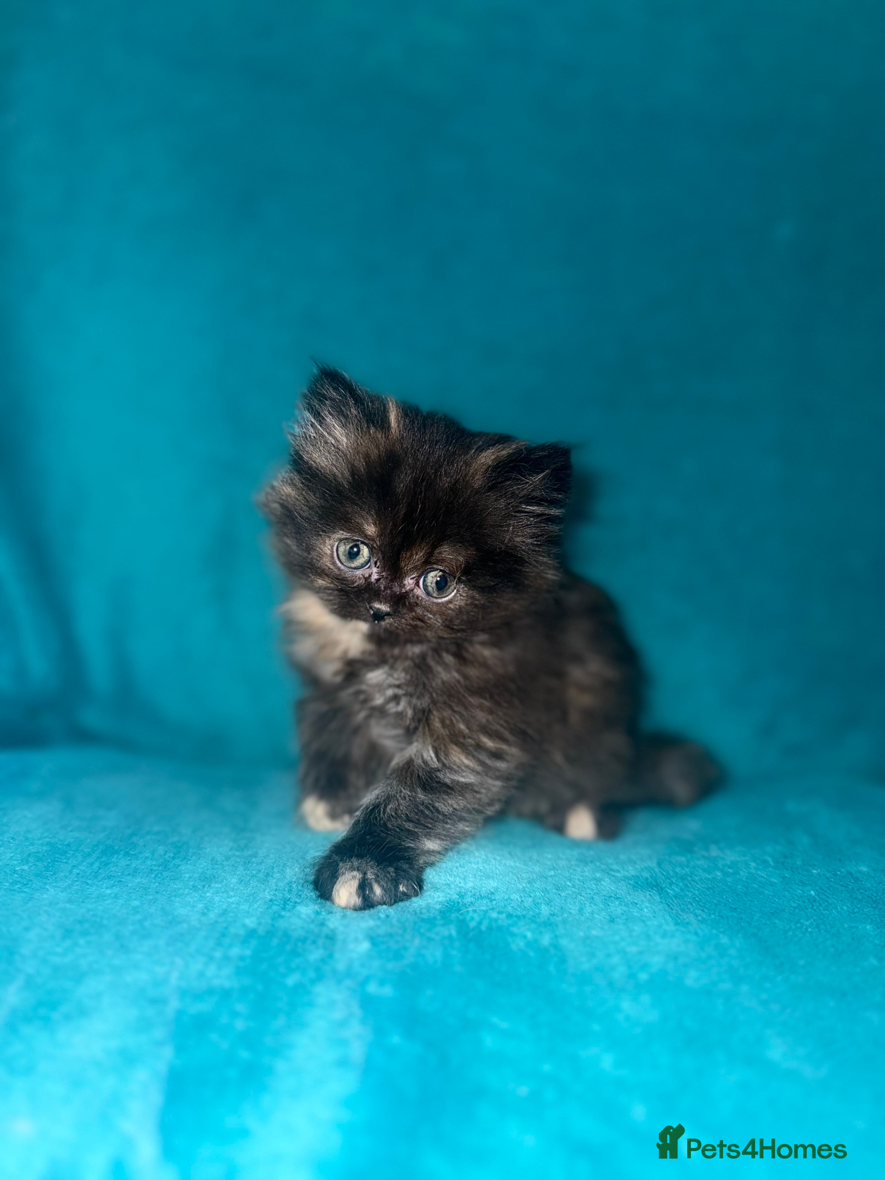 Persian cats Pedigree Persians for sale!  - Advert 21