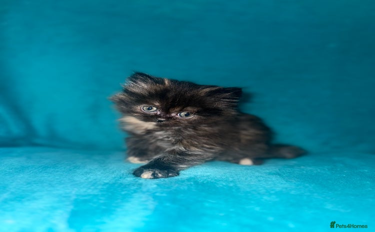 Persian cats - Advert 1