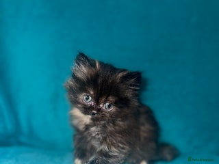 Persian cats for sale - Advert 1
