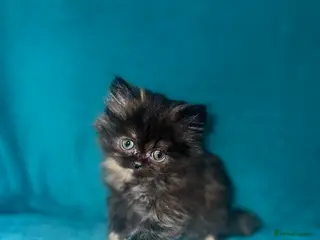 Persian cats Pedigree Persians for sale! - Advert 21