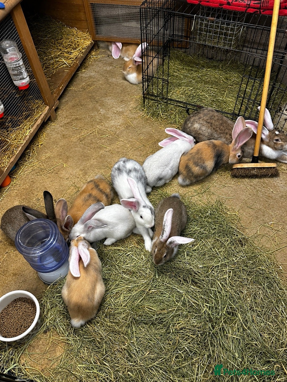 Continental Giant rabbits Continental Giants  - Advert 2