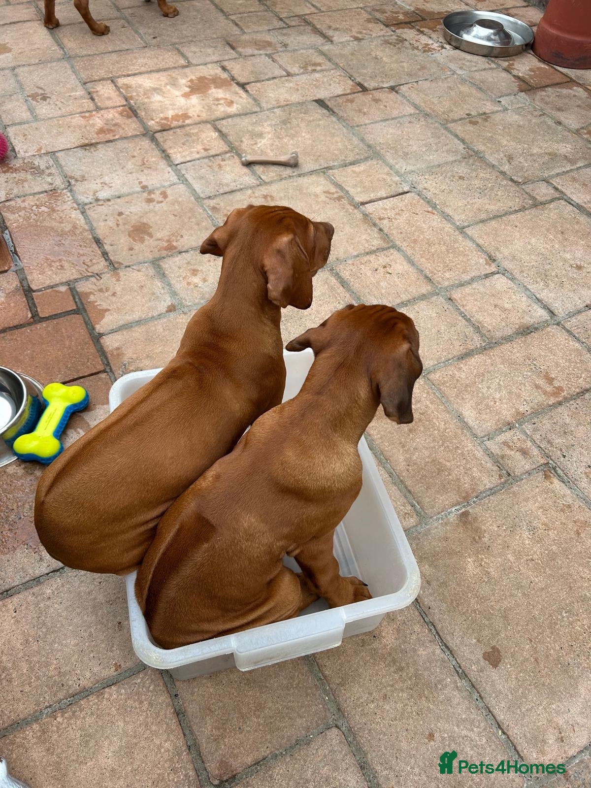 Rhodesian Ridgeback dogs KC Registered RR Ready for forever Homes 1st July - Advert 2