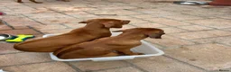 Rhodesian Ridgeback dogs for sale: KC Registered RR Ready for forever Homes 1st July - Advert 2